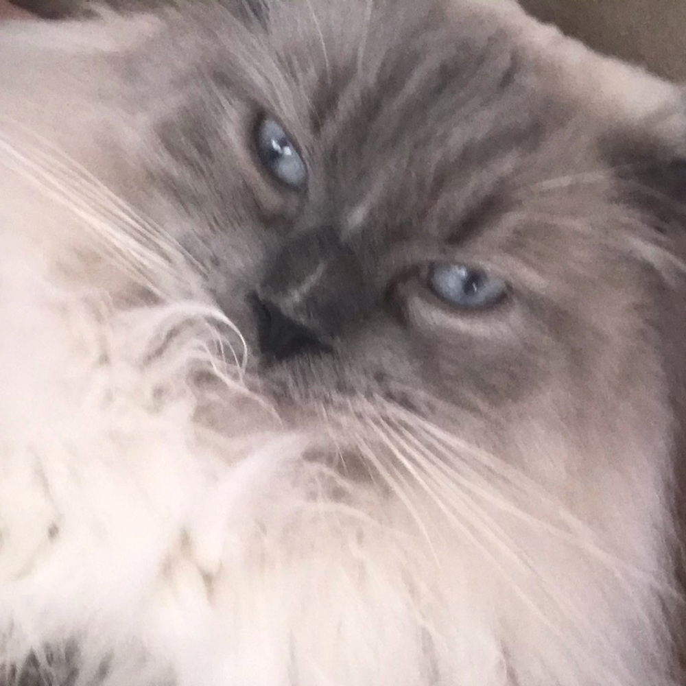 Meet your Posher, Kitty